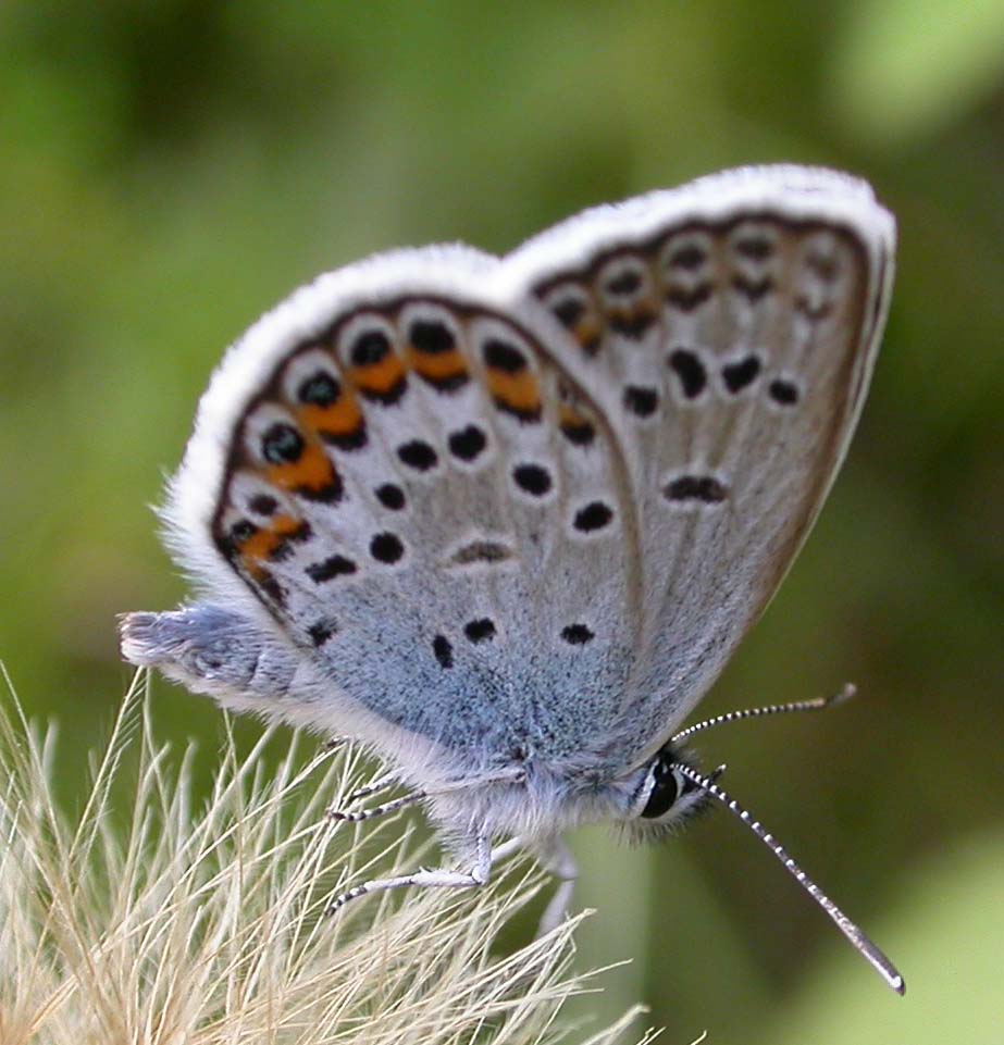 Plebejus idas mediterranei